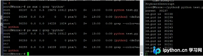 Python 子进程清理机制与僵尸进程成因解析