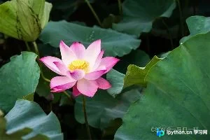 Python 实现图像特效中的油画效果
